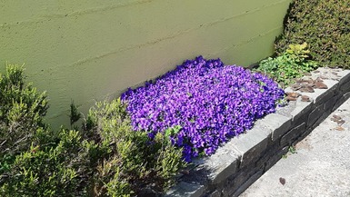 Les fleurs de mon jardin