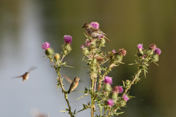 Les oiseaux du bord de l'étang