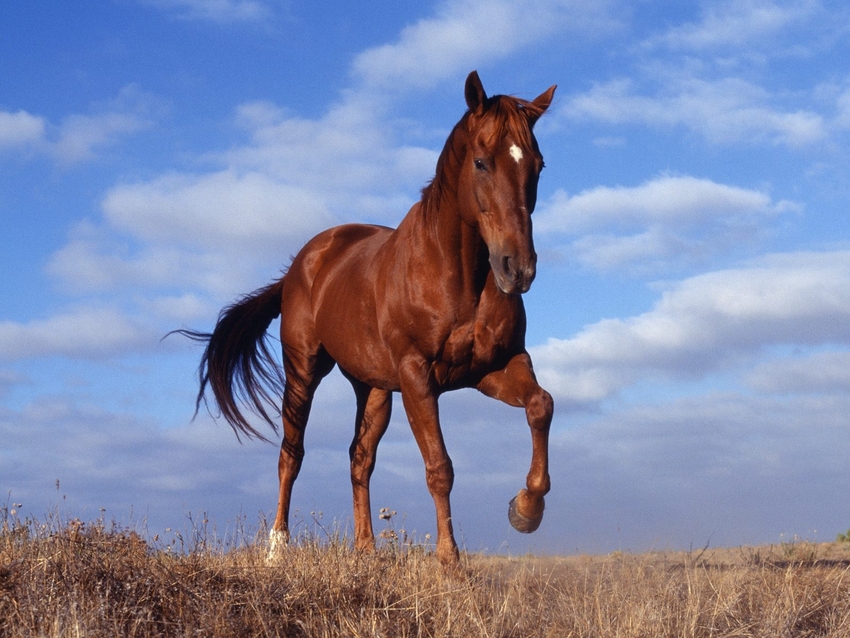 10 images de chevaux