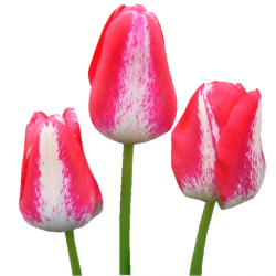Tubes Fleurs - Divers