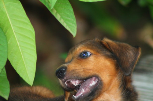 Bébés Chiens