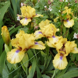 Iris de rocaille Djinn...