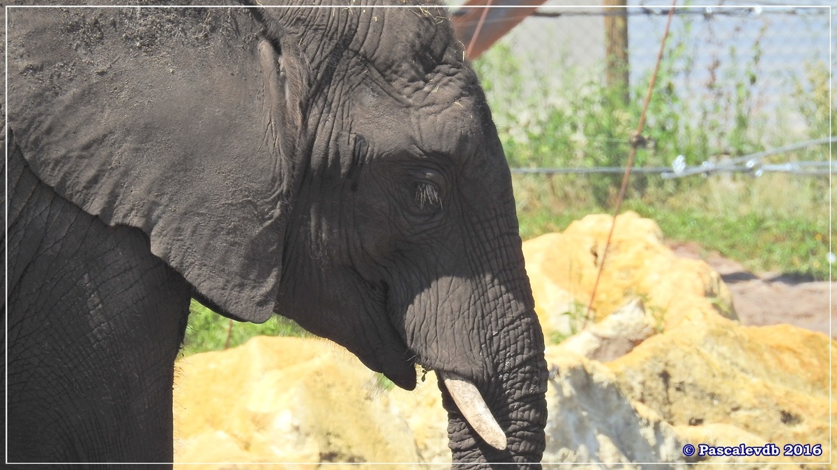 Zoo du Bassin d'Arcachon - Août 2016 - 5/15