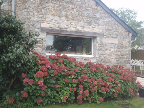 HORTENSIAS D'AUTOMNE EN BRETAGNE