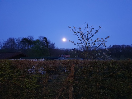 Mond hinter Kirschblüten