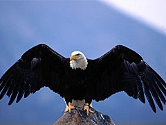AIGLE