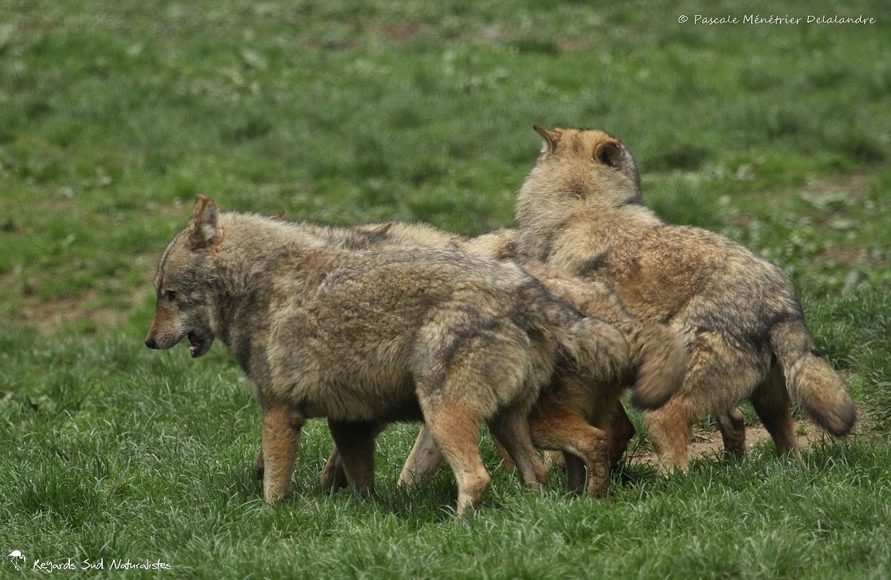 Loup gris - Canis lupus Linnaeus 1758