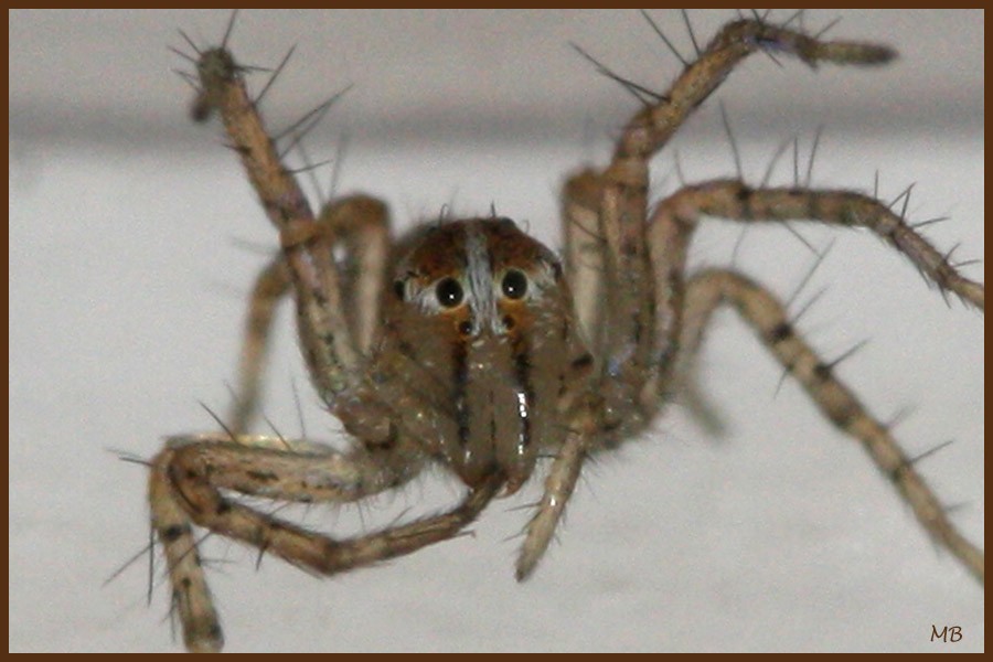 Arachnides-03-9848.jpg