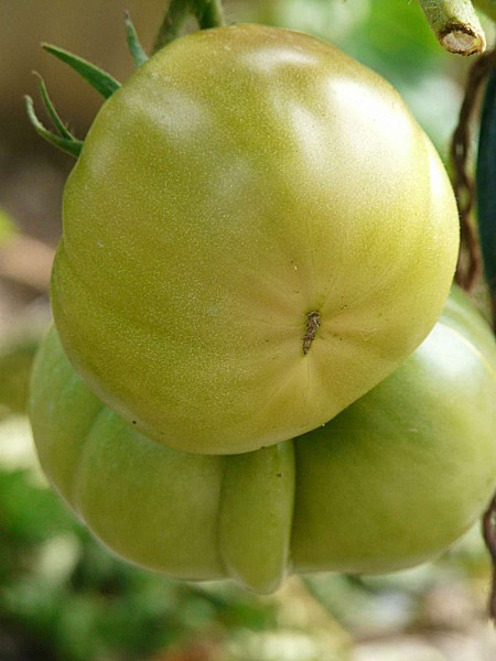 TomatesRose de Berne--27-08-12 012