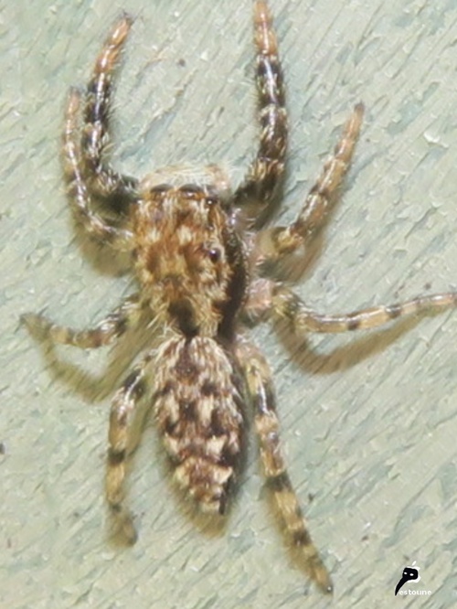 Marpissa muscosa 