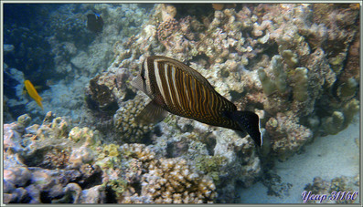 La métamorphose du Poisson-chirurgien voilier (Zebrasoma desjardinii) - Praslin - Seychelles