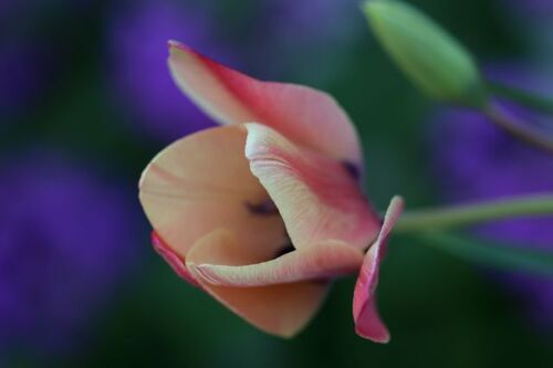 Tulipes en jardinière : Annika et Finola (?)