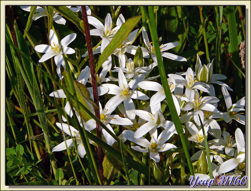 Ornithogale divergent (Ornithogalum divergens) - Liéoux - 31  (Flore)