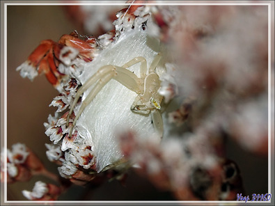 Araignée crabe Thomise enflée (Thomisus onustus) - Originaire de La Couarde - Île de Ré - 17