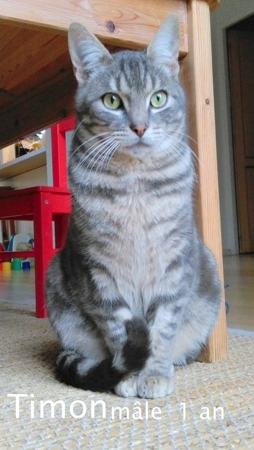 TIMON , visible sur Blanquefort (33) Voici TIMON, le jeune chat secouru alors qu'il avait été accidenté.Soigné, et à présent en pleine forme, TIMON est très sociable, joueur et calin. Il est encore un jeune chat et il a besoin de sollicitations. 