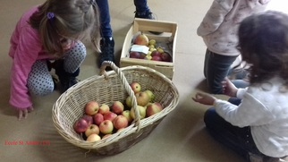 Les pommes au pays de Massiac