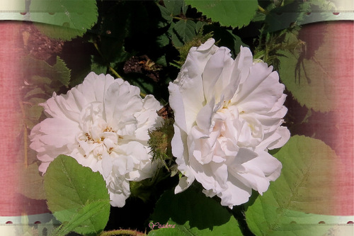 Rosa Quatre Saisons Blanc Mousseux