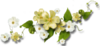 PNG Virágok