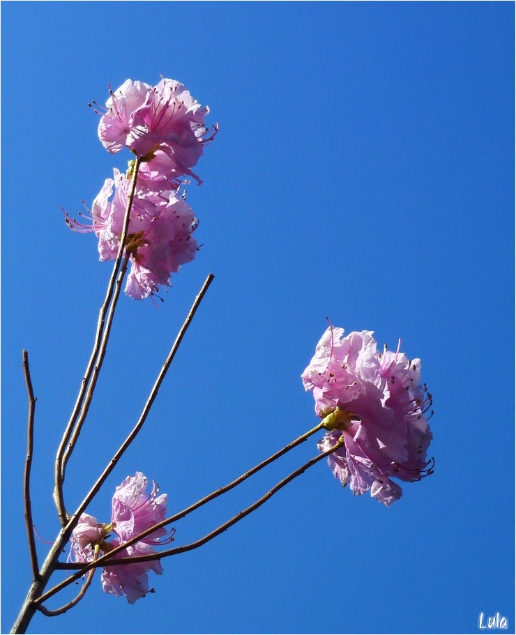 Quelques fleurs d'azalées