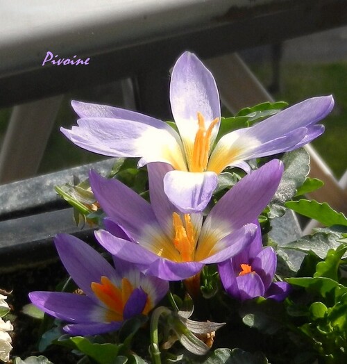 PROMENADE AU MILIEU DES CROCUS DE MON BALCON