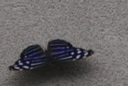 Papillons exotiques de la serre du parc floral à Orléans La Source