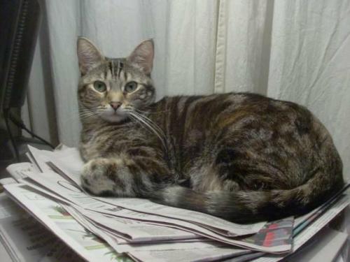 06 - Le chat et le journal
