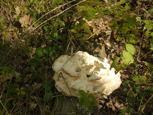  Un beau champignon