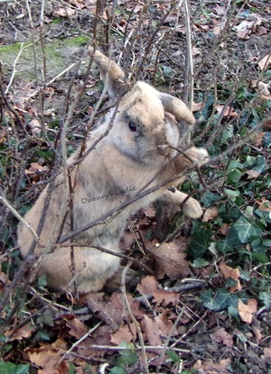 Lapin Nain Bélier femelle d'une amie surnomée "Choupie"