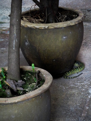 13 Juillet - Des serpents, de la pluie, des temples et encore des temples...