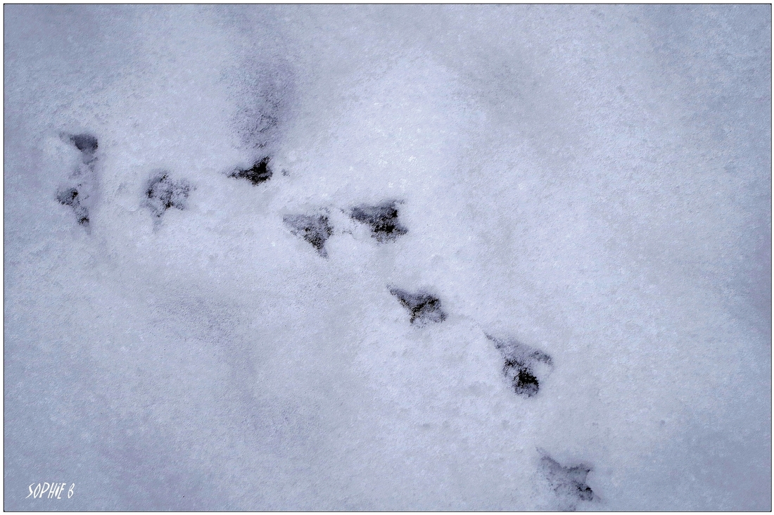 Un clin d'oeil à la neige .