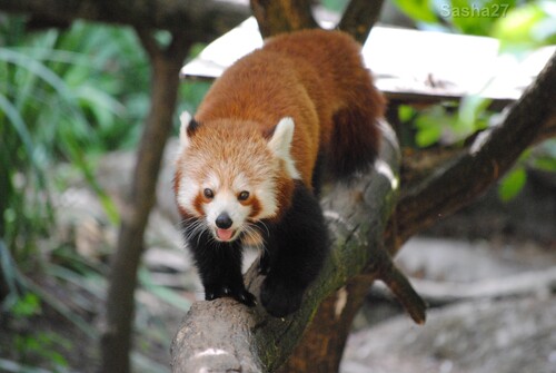 (22) Le panda roux.