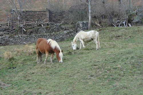 Famille : Sant Joan de Toran- Porcingles (Val d'Aran) - Espagne