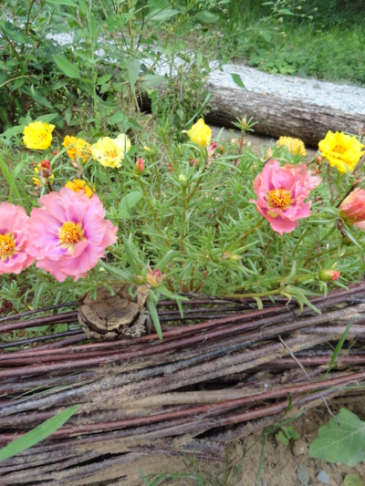 Blog de melimelodesptitsblanpain : Méli Mélo des p'tits Blanpain!, Visite et balade: Découvrez Le jardin Bourian!