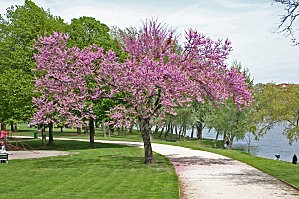 Cerisier du Japon - www.freemages.fr