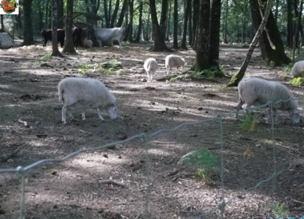 FERME DU MONDE CARENTOIR 56 le parc animalier 3/4