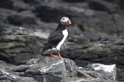 De Laugarhóll à Laugarhóll via Grímsey