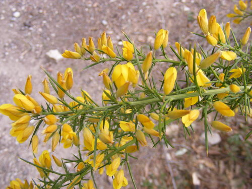 Ulex parviflorus, Fabaceae