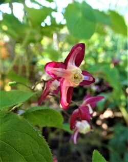 Pâques au jardin