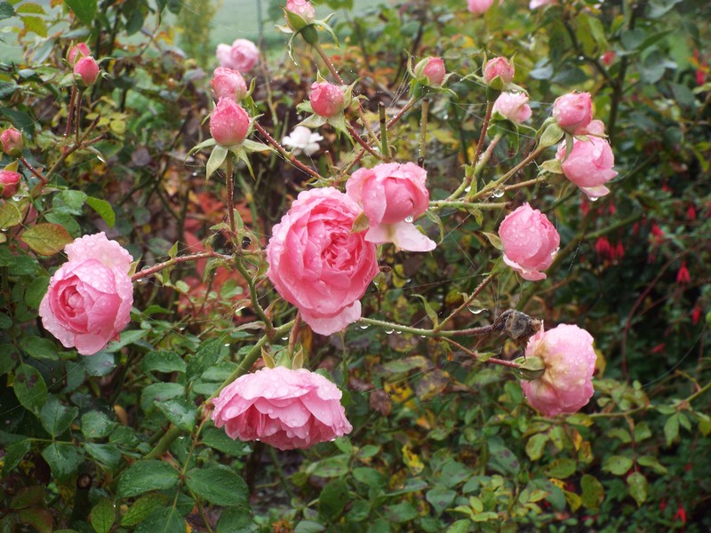 fleurs en automne ...