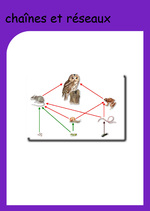 Notions de chaînes et réseaux alimentaires