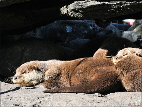 Photos des loutres du zoo de Pessac (Gironde)