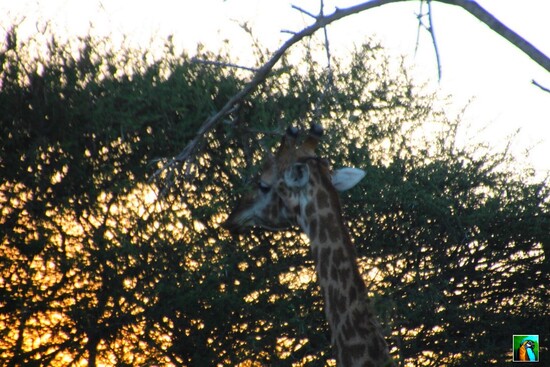 AFRIQUE du SUD : juin 2018 :  3ème safari