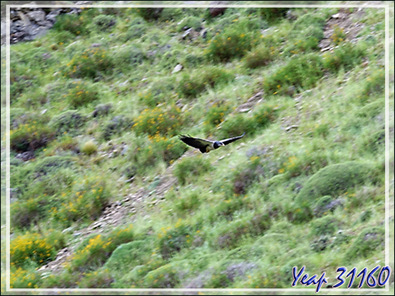 Buse aguia, Aigle du Chili, Black-chested buzzard-eagle, Águila Mora (Geranoaetus melanoleucus) sur le chemin vers Torres del Paine - Punta Arenas - Patagonie - Chili