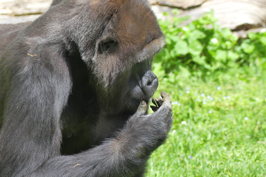 La Vallée des singes,3