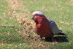 Oiseaux