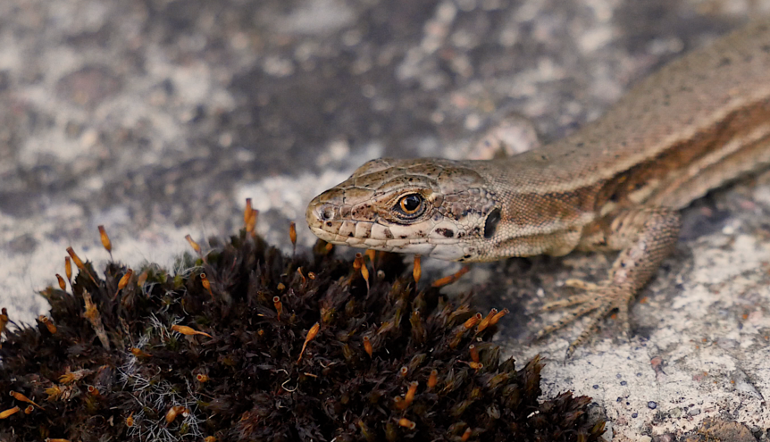 Les lézards