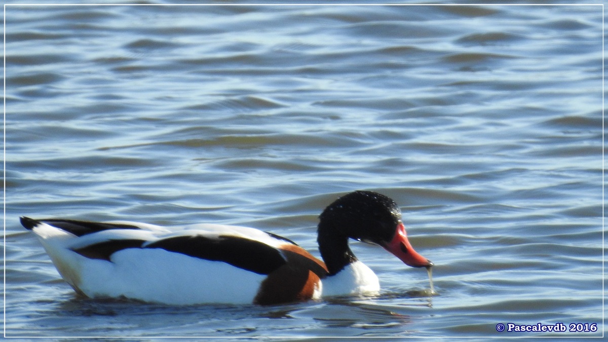 Réserve ornitho du Teich - Décembre 2016 - 2/13