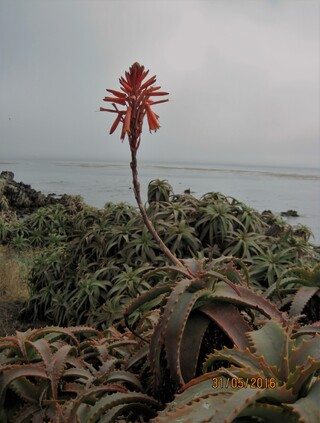 Aloe arborescens (krantz aloe, candelabra aloe)