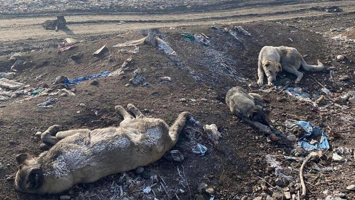 Des chiens errants abattus et jetés dans des décharges publiques en Turquie