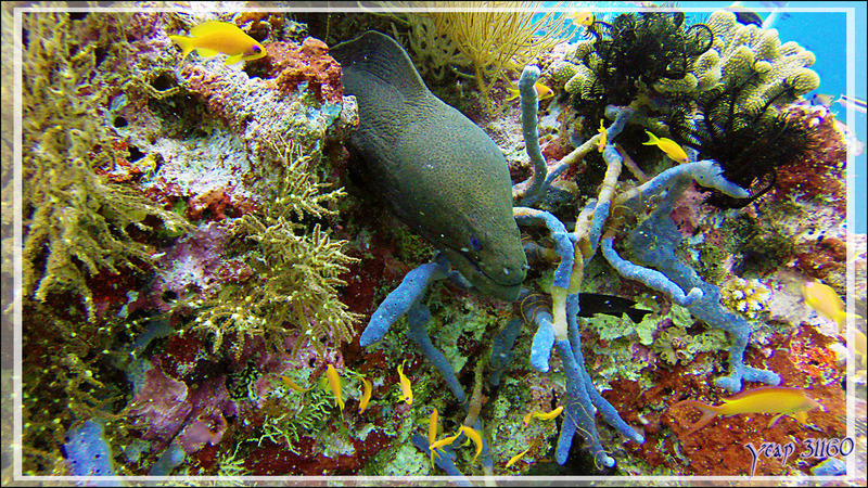 Waouhhhh ! Que dire d'autre au vu de ces couleurs ... Murène de Java ou Murène géante, Giant moray (Gymnothorax javanicus) - Athuruga Reef - Atoll d'Ari - Maldives